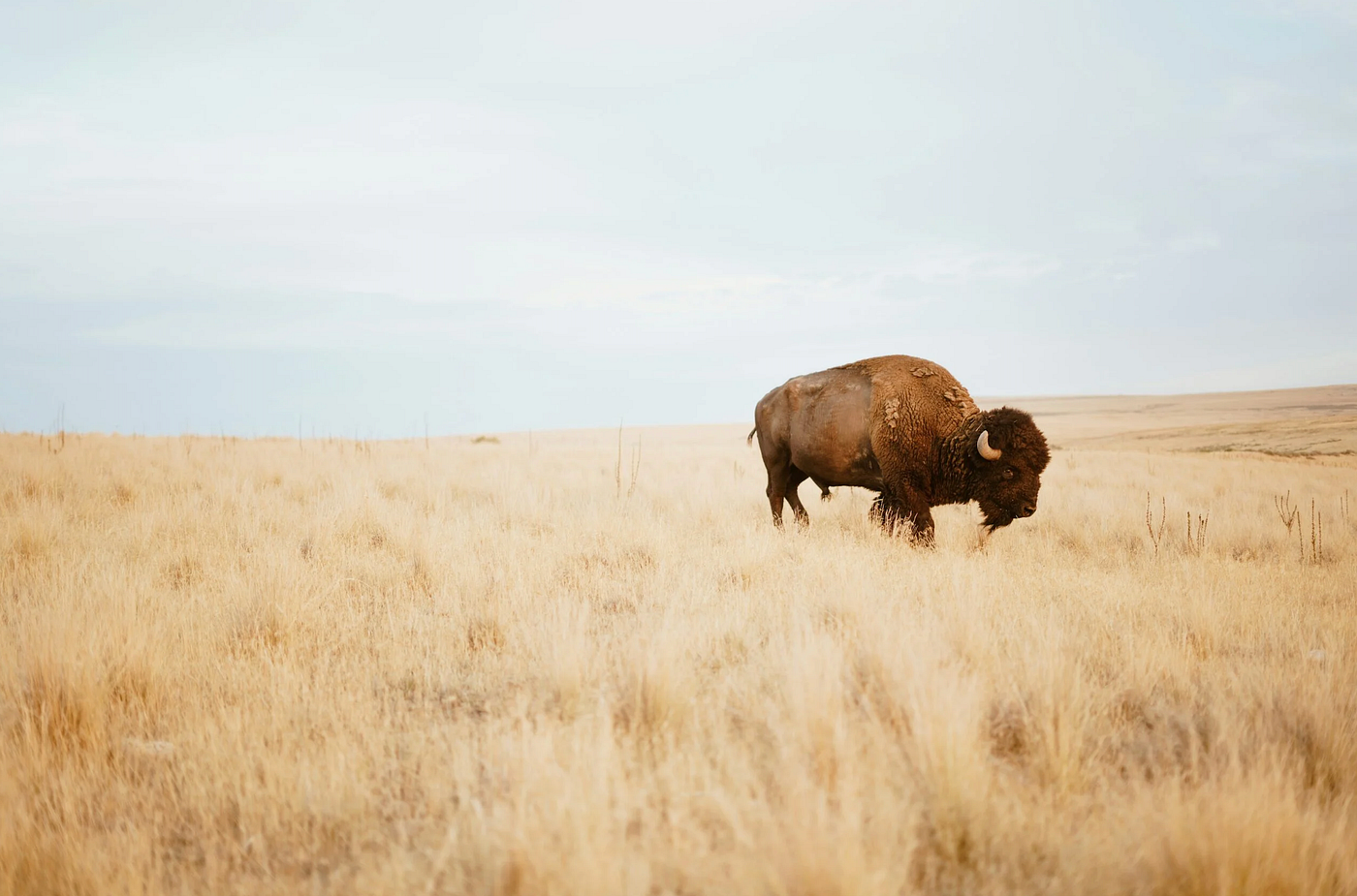 The Resignation of the Prairie Grasses