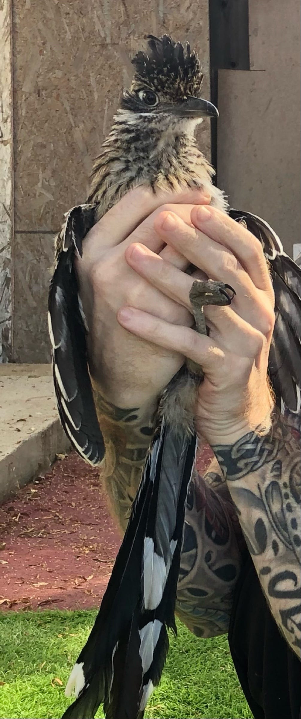 WEBER WORKSHOPS Road Runner BIRDアウトドア用 A roadrunner stowed