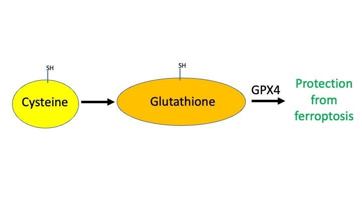 why does glutathione smell like sulfur Can Sulfur Save Your Brain?. A conversation starter for your next… | by  Brent R. Stockwell, Ph.D