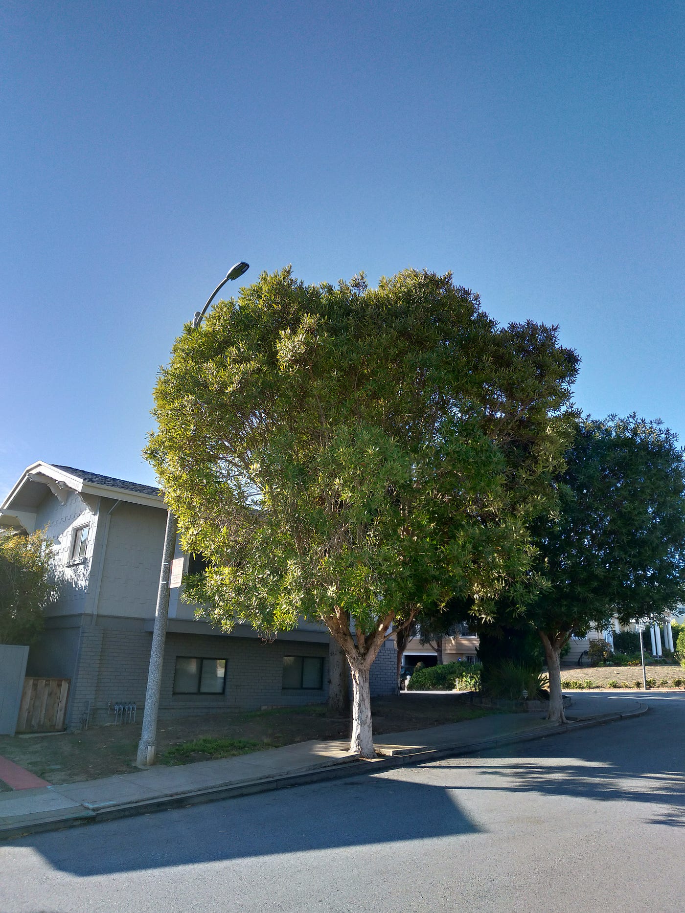 San Francisco's Top 10 Trees — San Francisco Trees