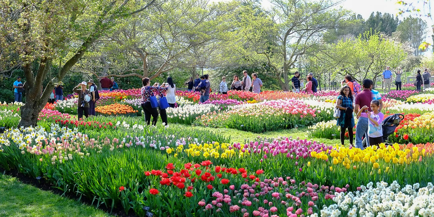 Tulipomania