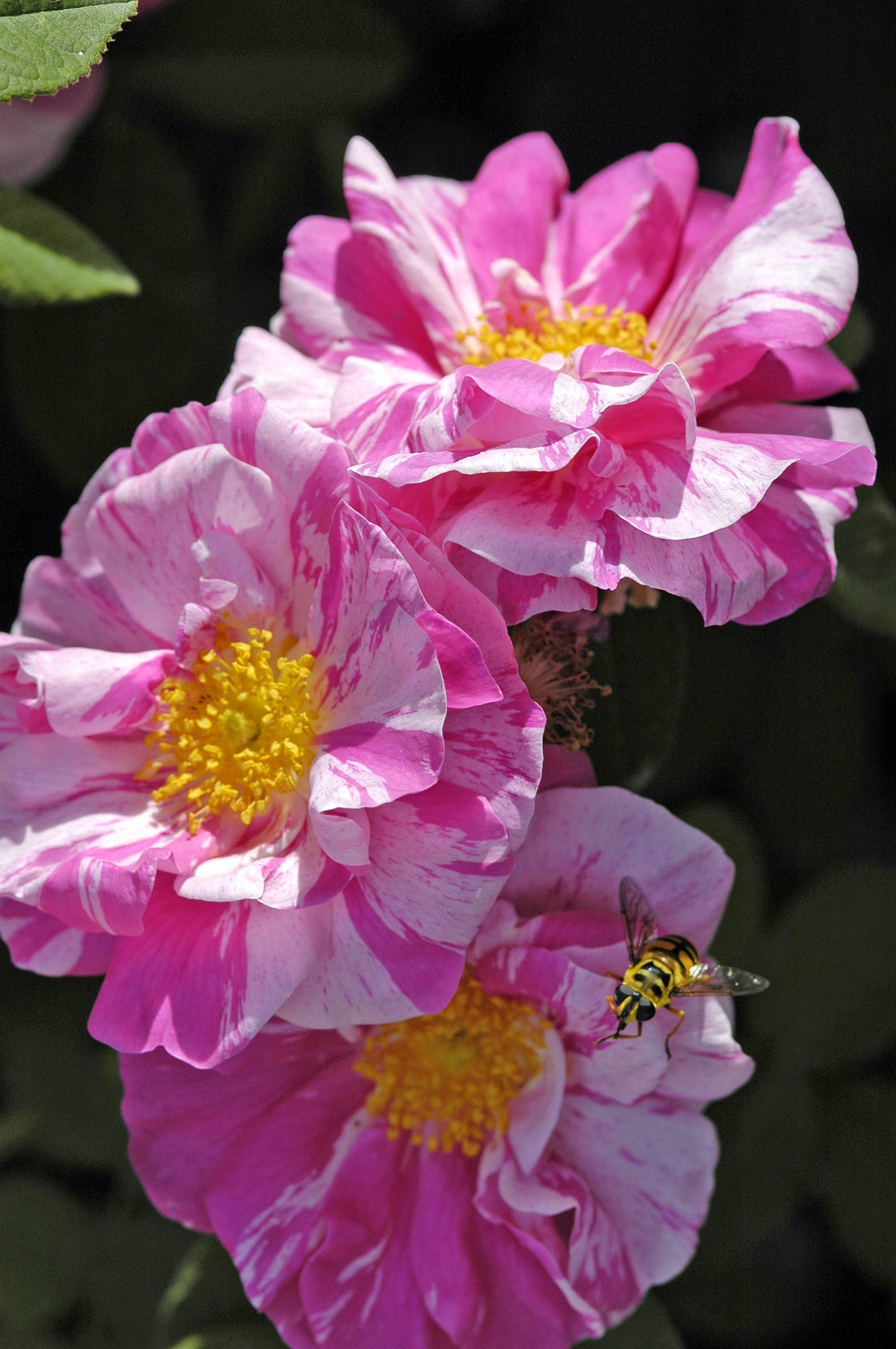 Tutta la musica delle rose | Rivista Savej
