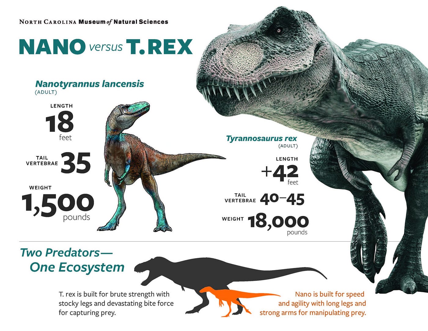 Dueling Dinosaurs: The Fossil That Proves We've Been Wrong About T ...