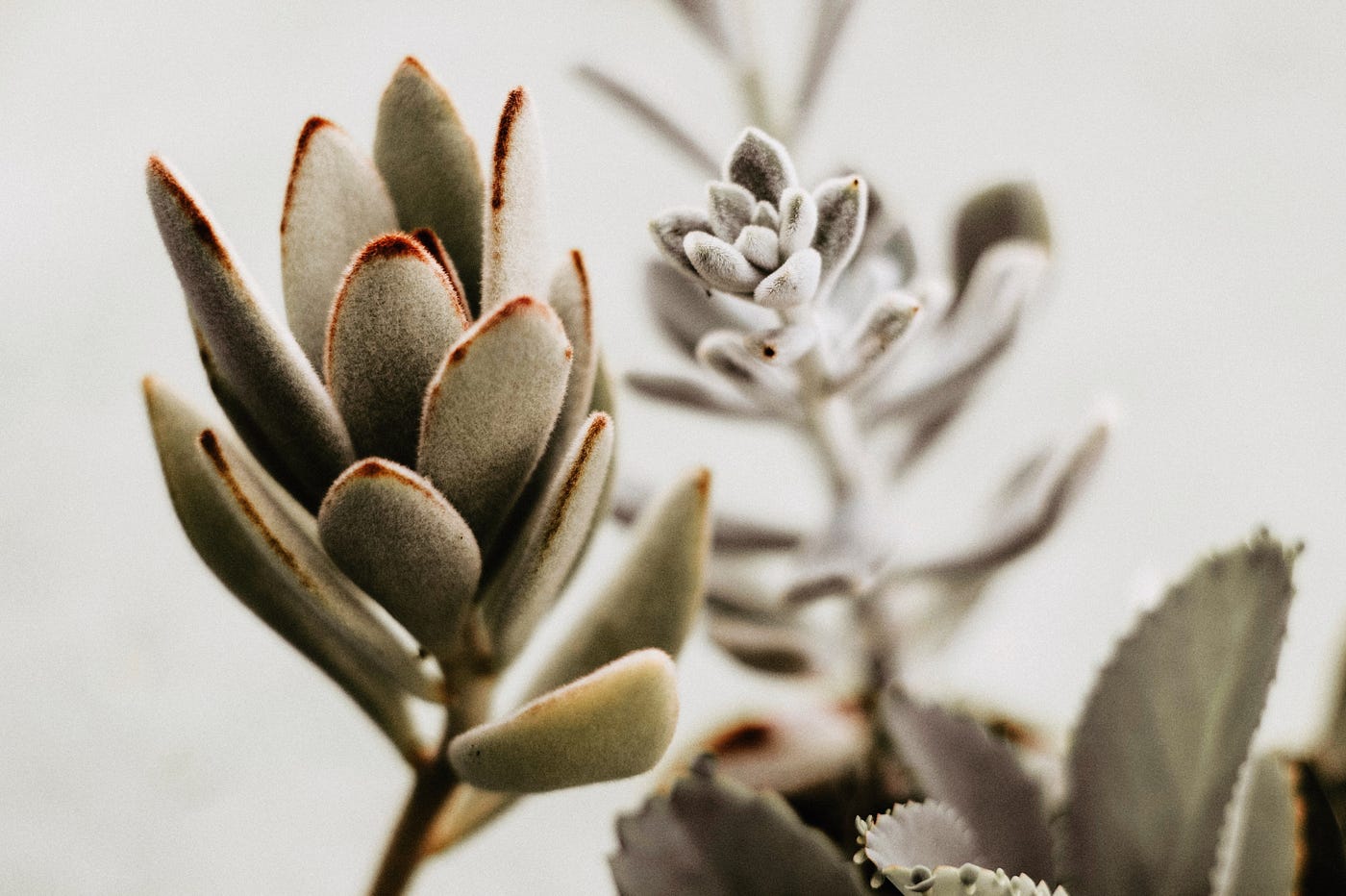 artificial orchid plants in pots Flawless Orchids