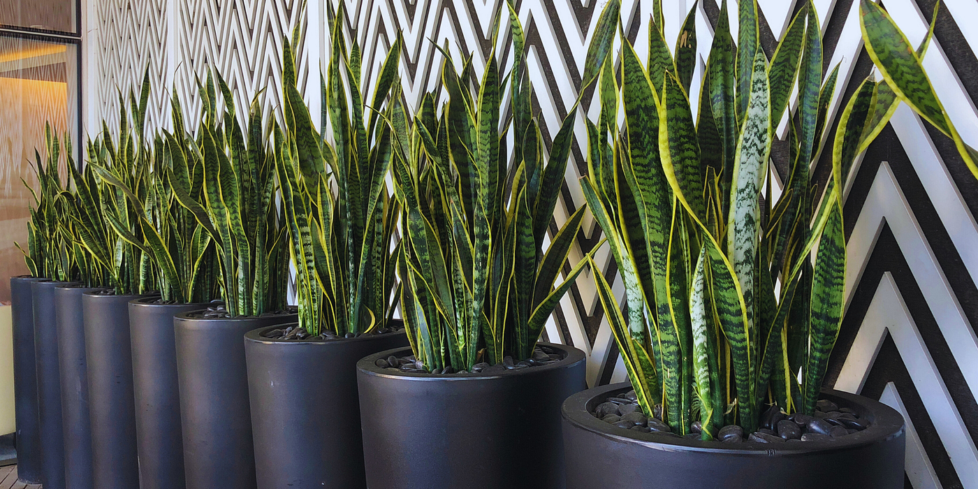 25 Best Indoor Plants to Brighten Any Room, image size:1400x700