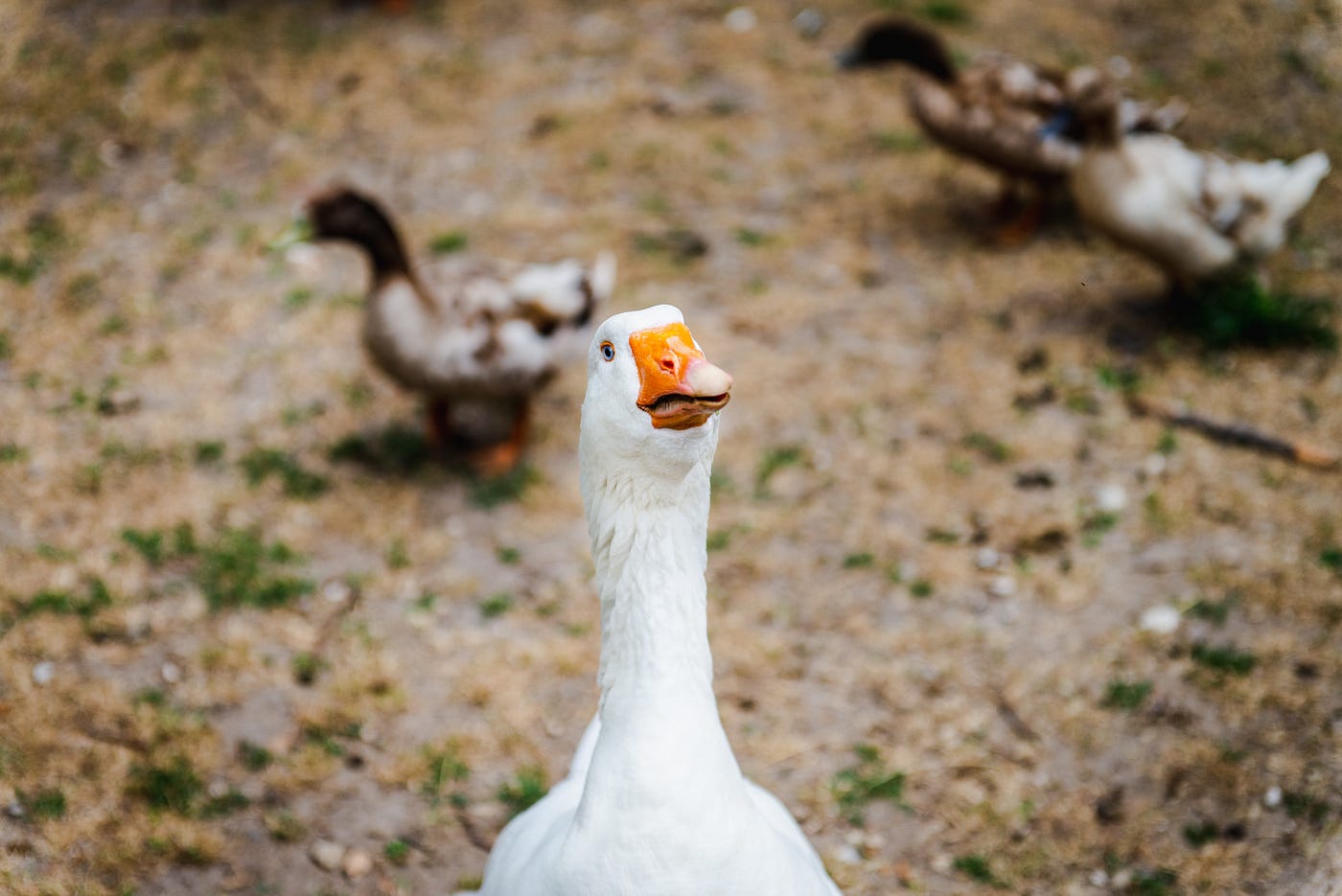 The Myth of the 'Guard' Goose and Why You Should Not Get One