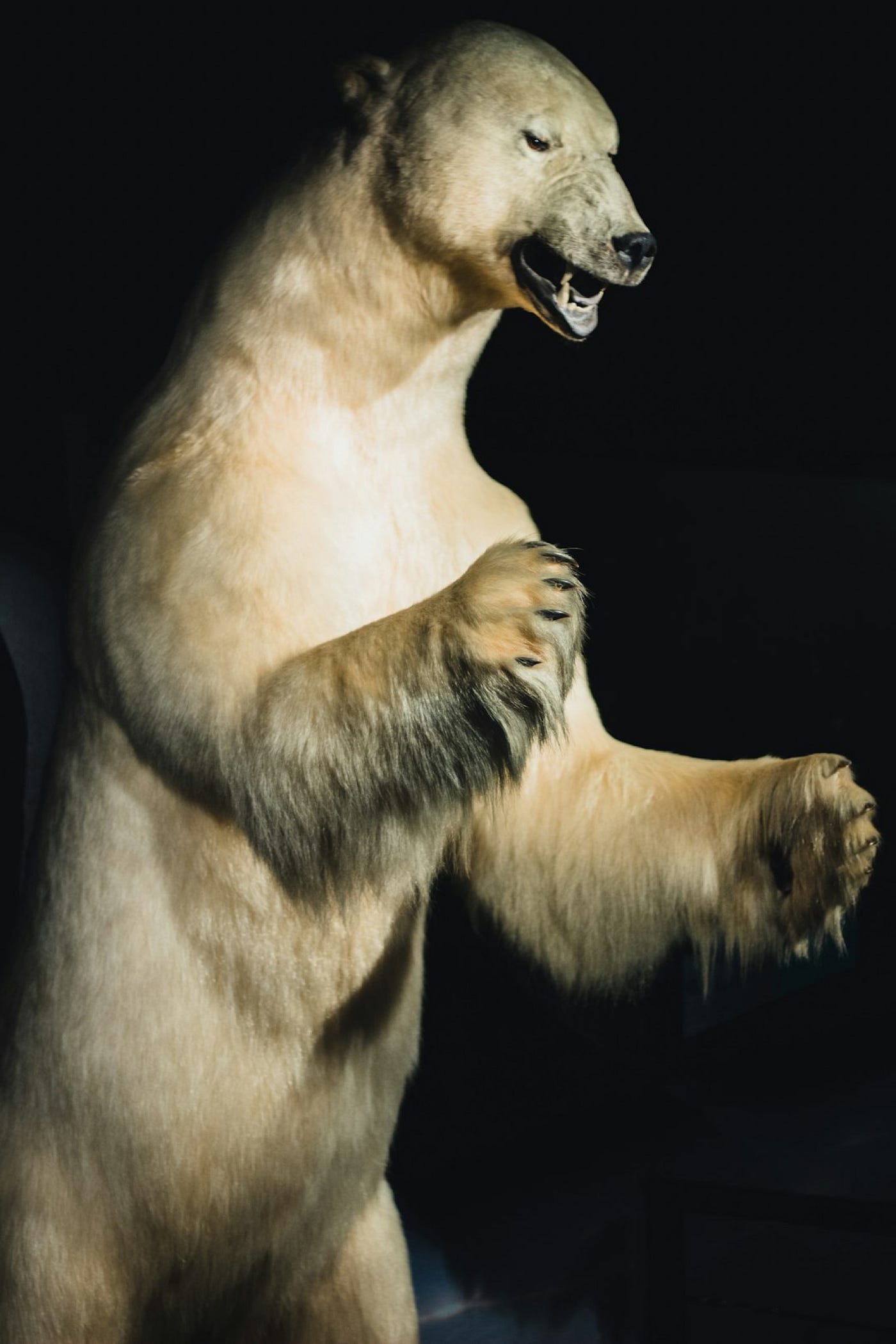 God and Taxidermy
