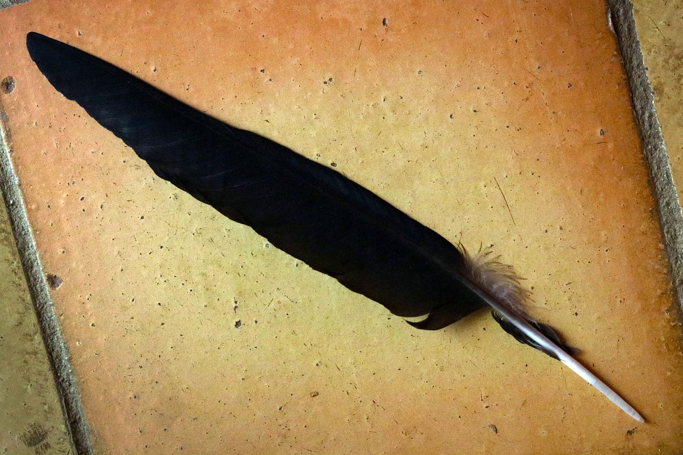 The free feather I’ve been using for years — photo by author.