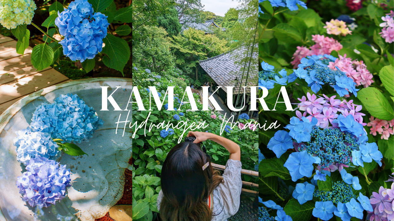 June 5: Hydrangea Mania in Kamakura | by Jackie, A Traveling
