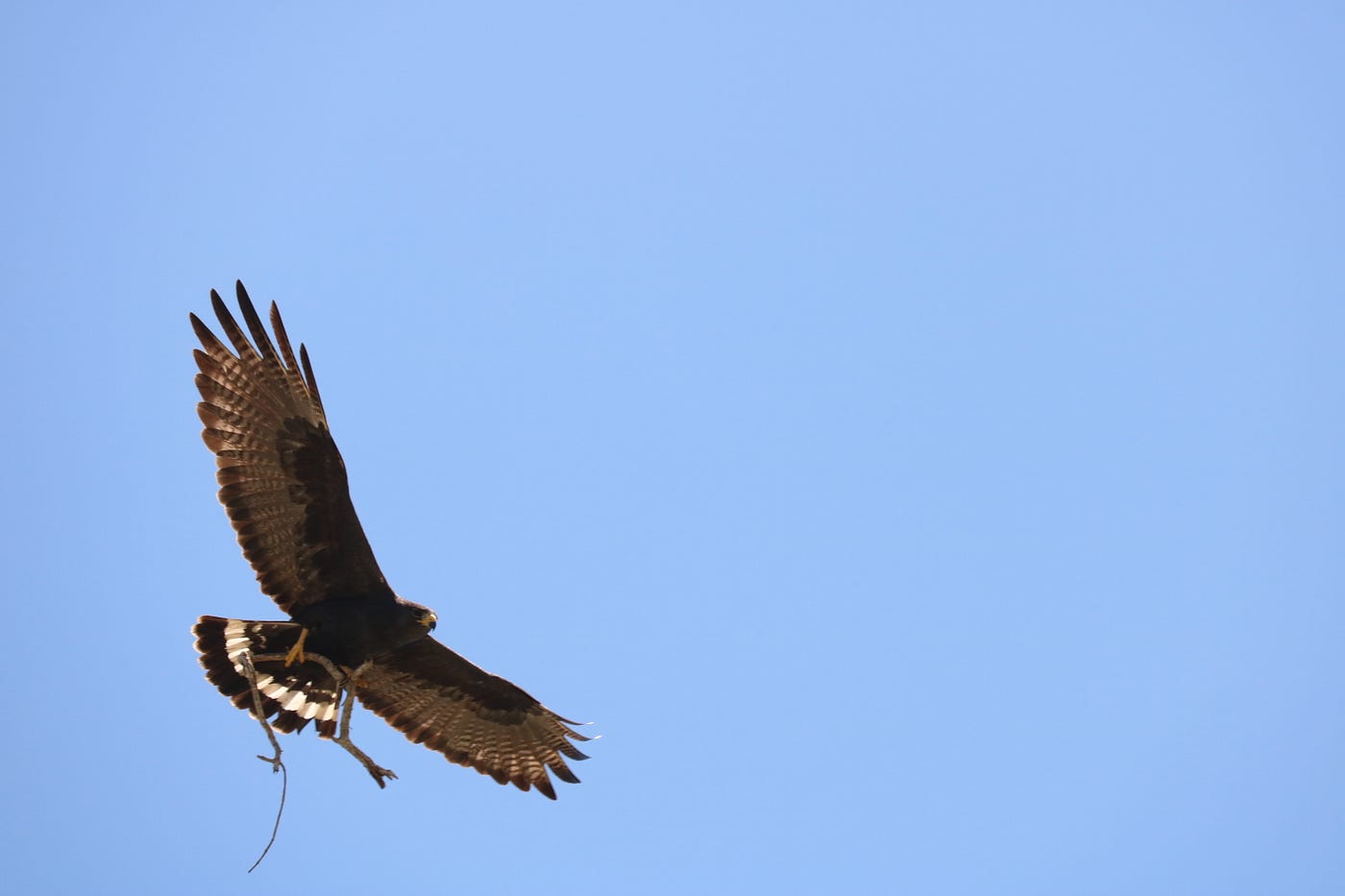 Zone-tailed hawk (Buteo albonotatus) carrying a stick.