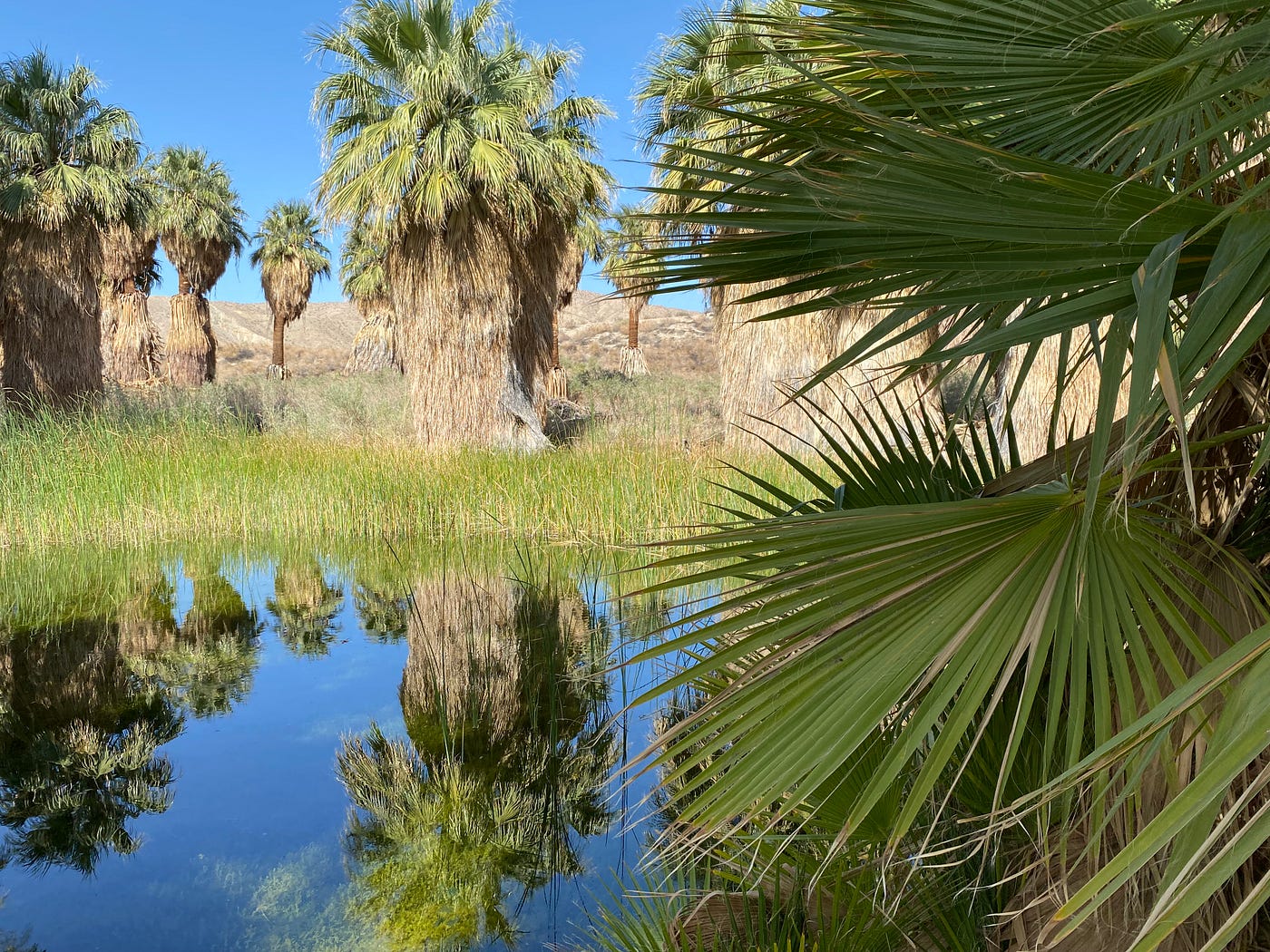The Oasis. A walk in the desert, and a clue to… | by Sheldon Clay
