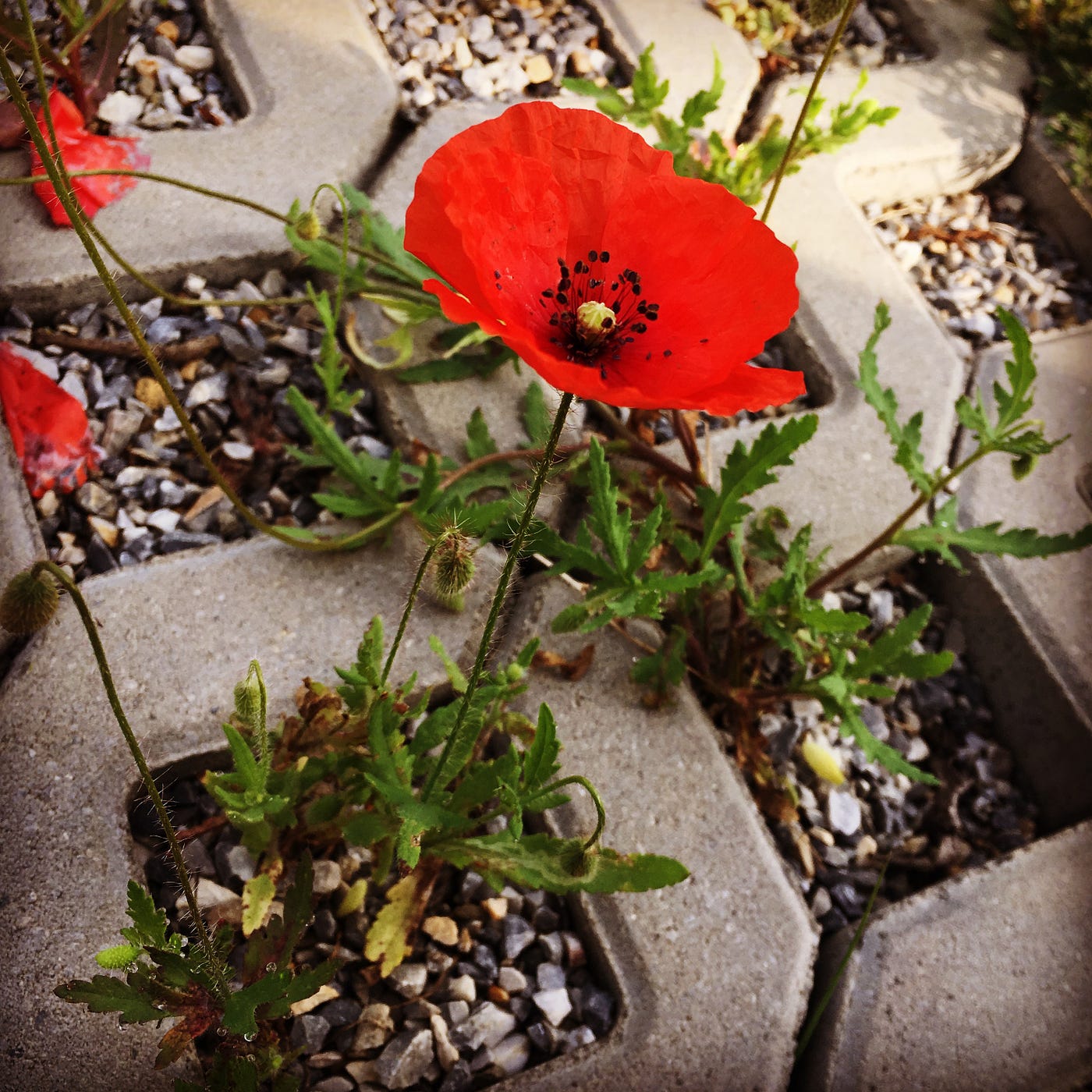 Das leuchtende Rot ist das Markenzeichen der Mohnblumen. @mehl_reise