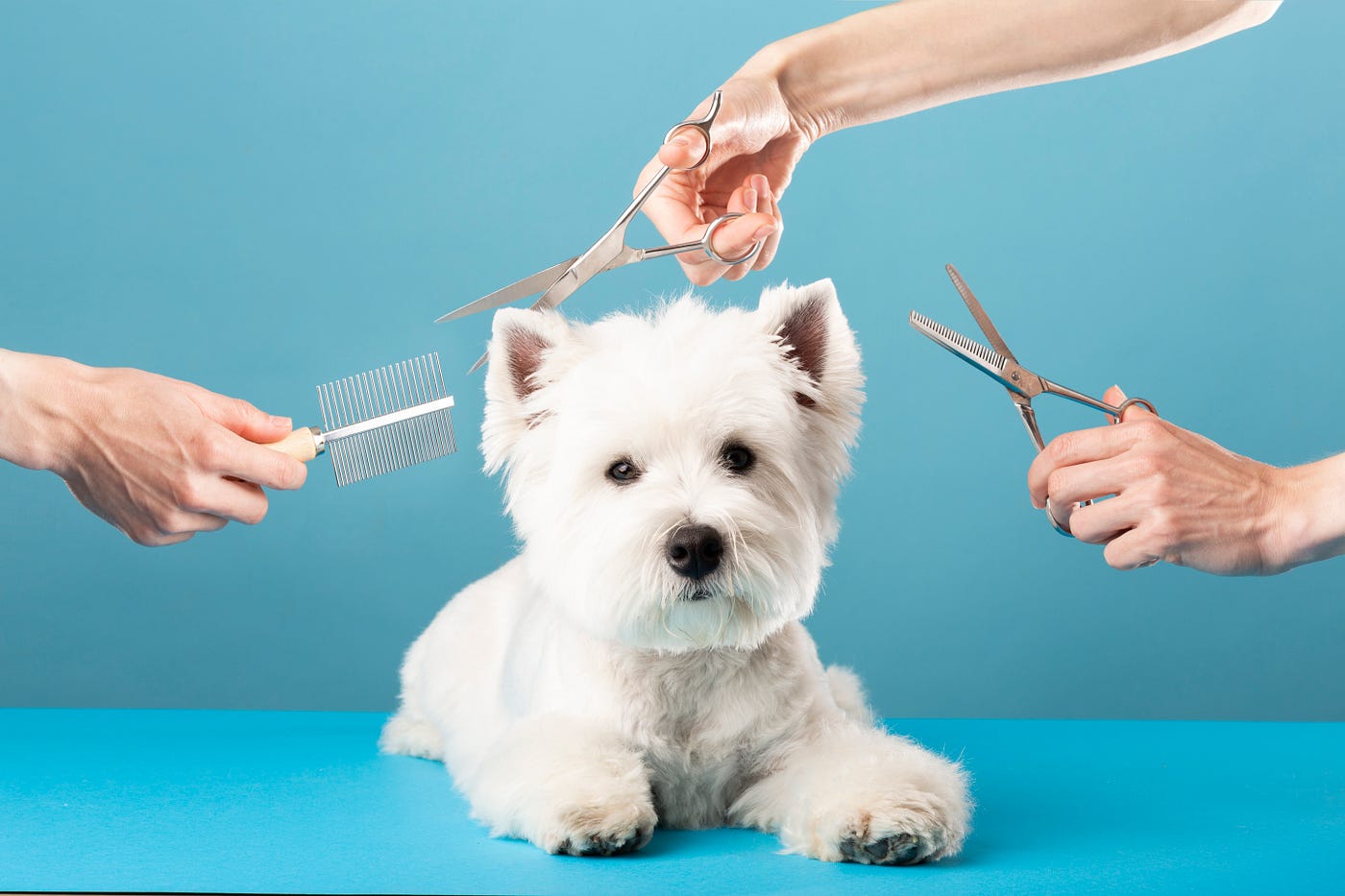 The Importance of Pet Grooming. Pet grooming is more than just making