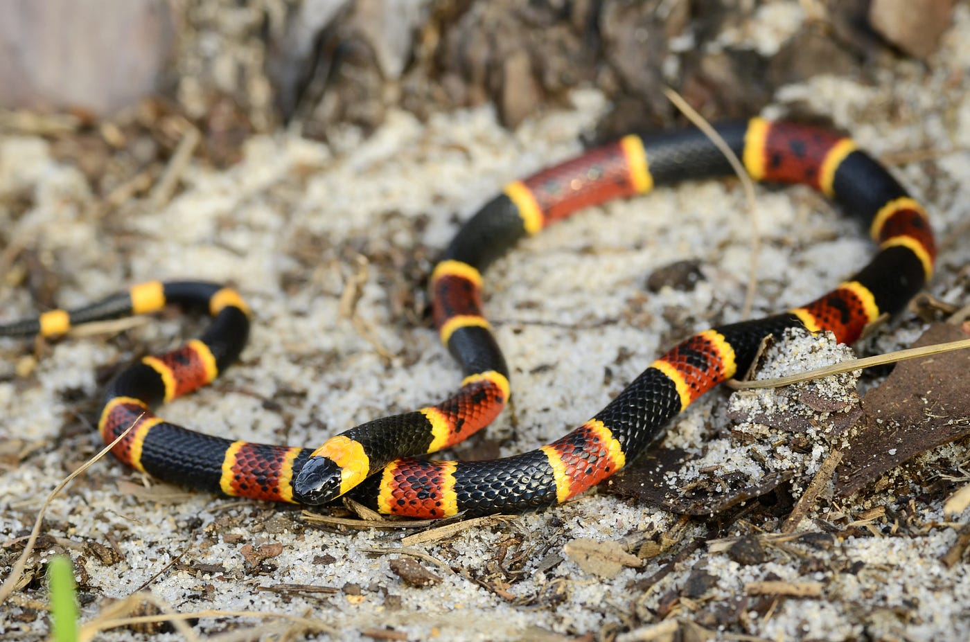 Eastern Coral Snake  National Geographic