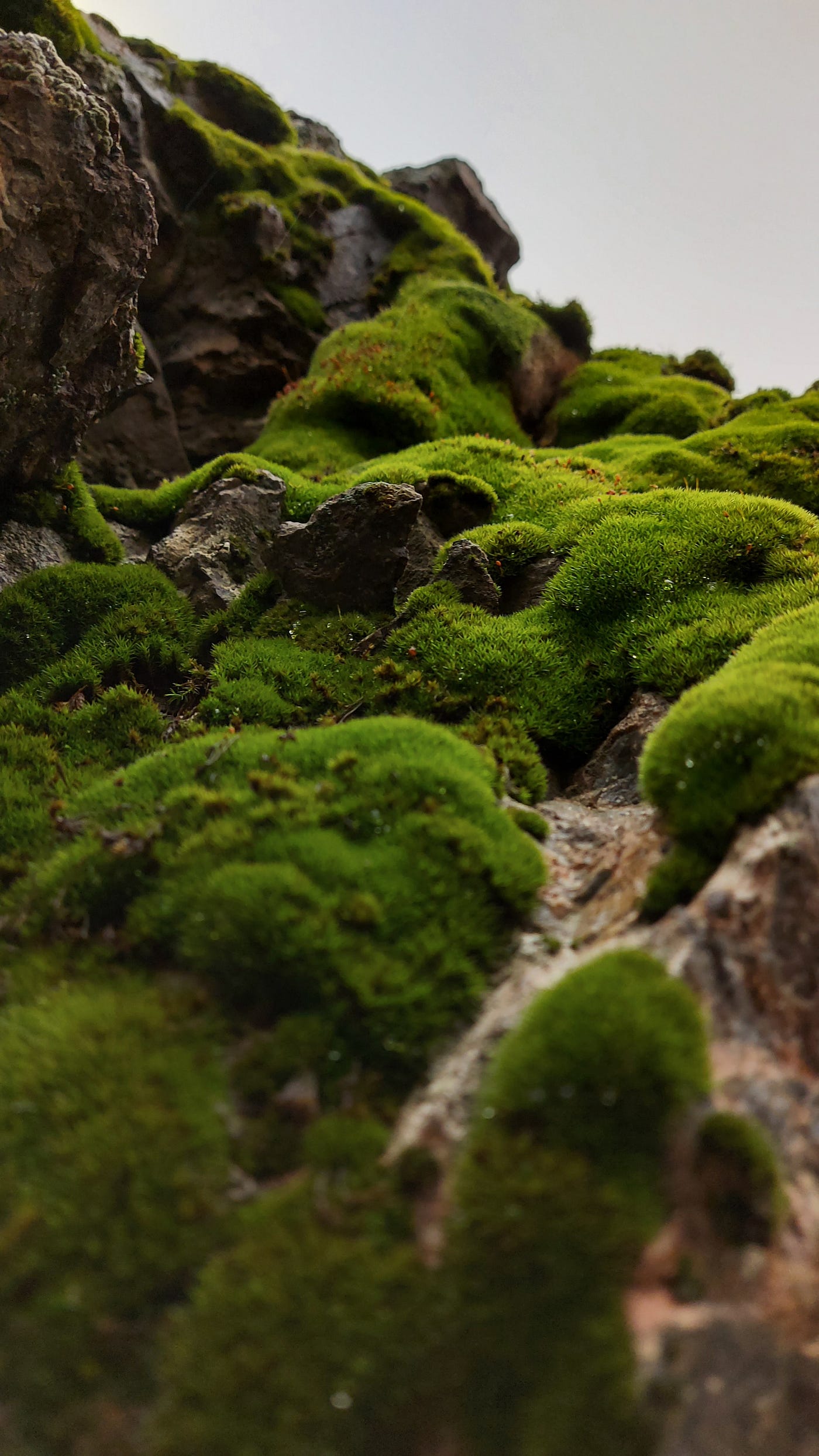Whole moss carpet Can Make Any Space Beautiful and Vibrant