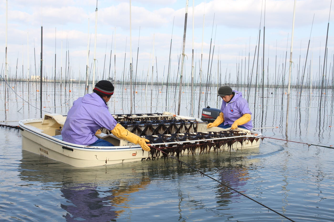 ガット Nori The different areas of Nori cultivation | by Mikuniya Journal | Medium