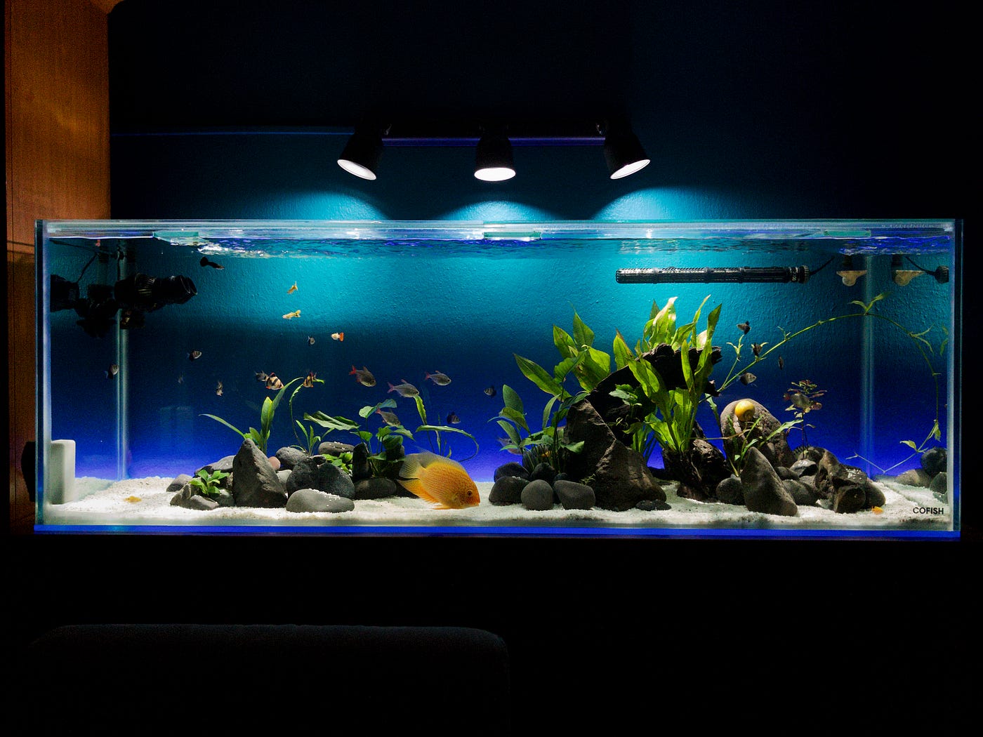 Akvaryumda Berrak Su Nasıl Sağlanır? | by Cofish | Cofish Akvaryum | Medium