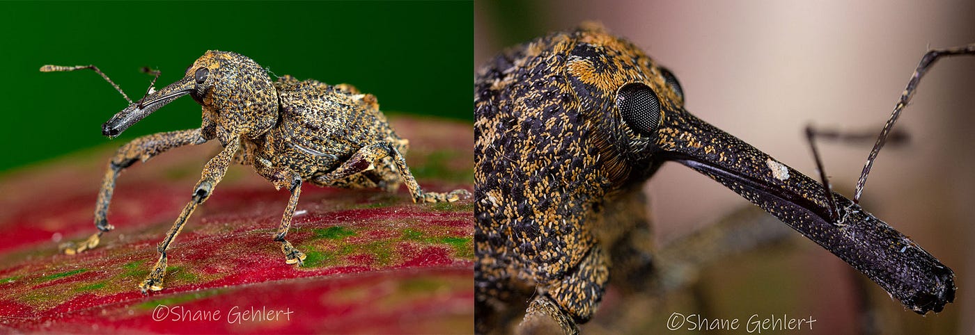 Elephant weevil beetles. Photos by the author