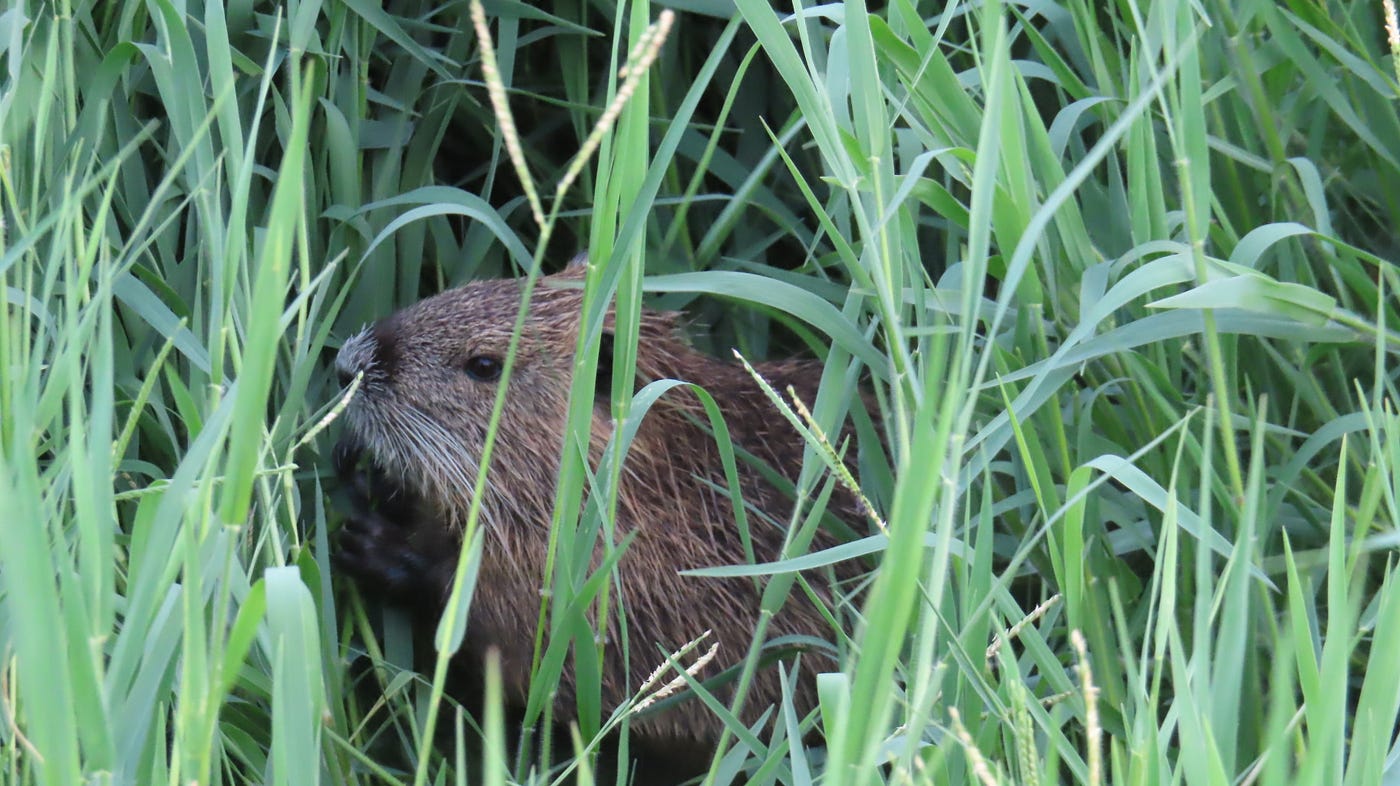 緑ヶ丘公園 ヌートリア 中1匹 8月5日