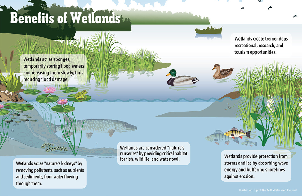 wetlands biome