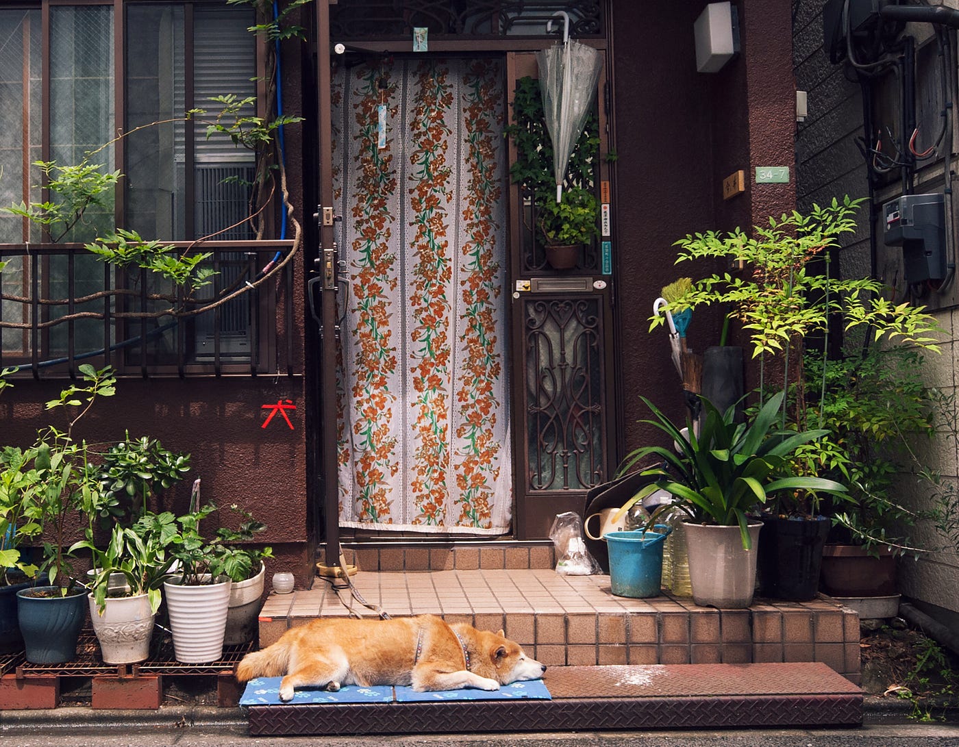 Exploring Japan's Tradition of Outdoor Houseplants | by Philip | Medium