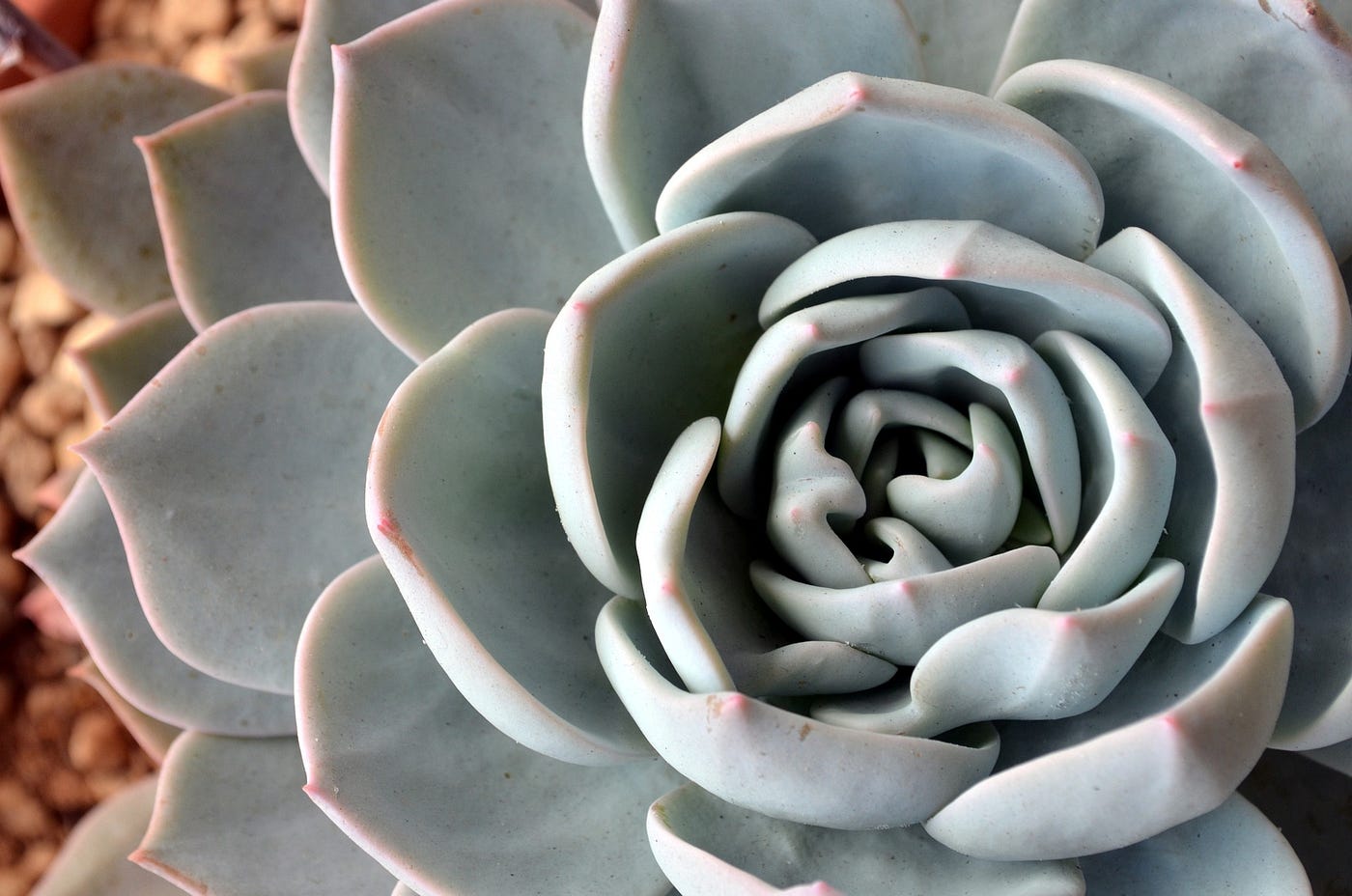 Astonishing Plant Patterns Bring The Fibonacci Sequence to Life | by Carol  Labuzzetta, MS | Medium