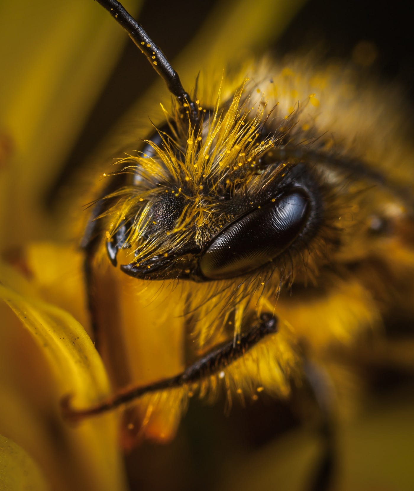 Could Recycled Straws Protect Endangered Bees?