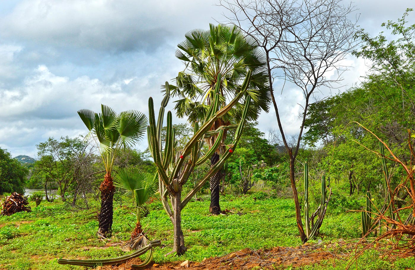 Mimosa tenuiflora (syn. hostilis) ~ Jurema | by Scott Lite  EthnoCO |  EthnoCO | Medium