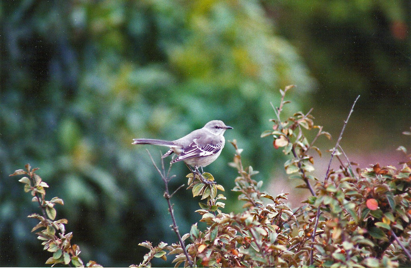 Northern Mockingbird in the garden — Photo by Ruth Ann Angus