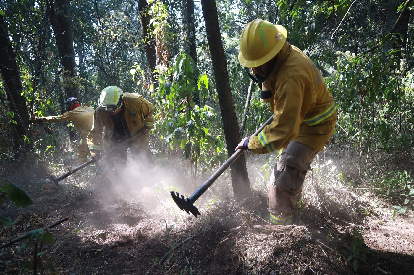 Cuando el bosque respira: la estrategia silenciosa que protege a Huixquilucan del fuego