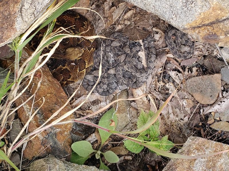 Water Moccasin Nest Underwater
