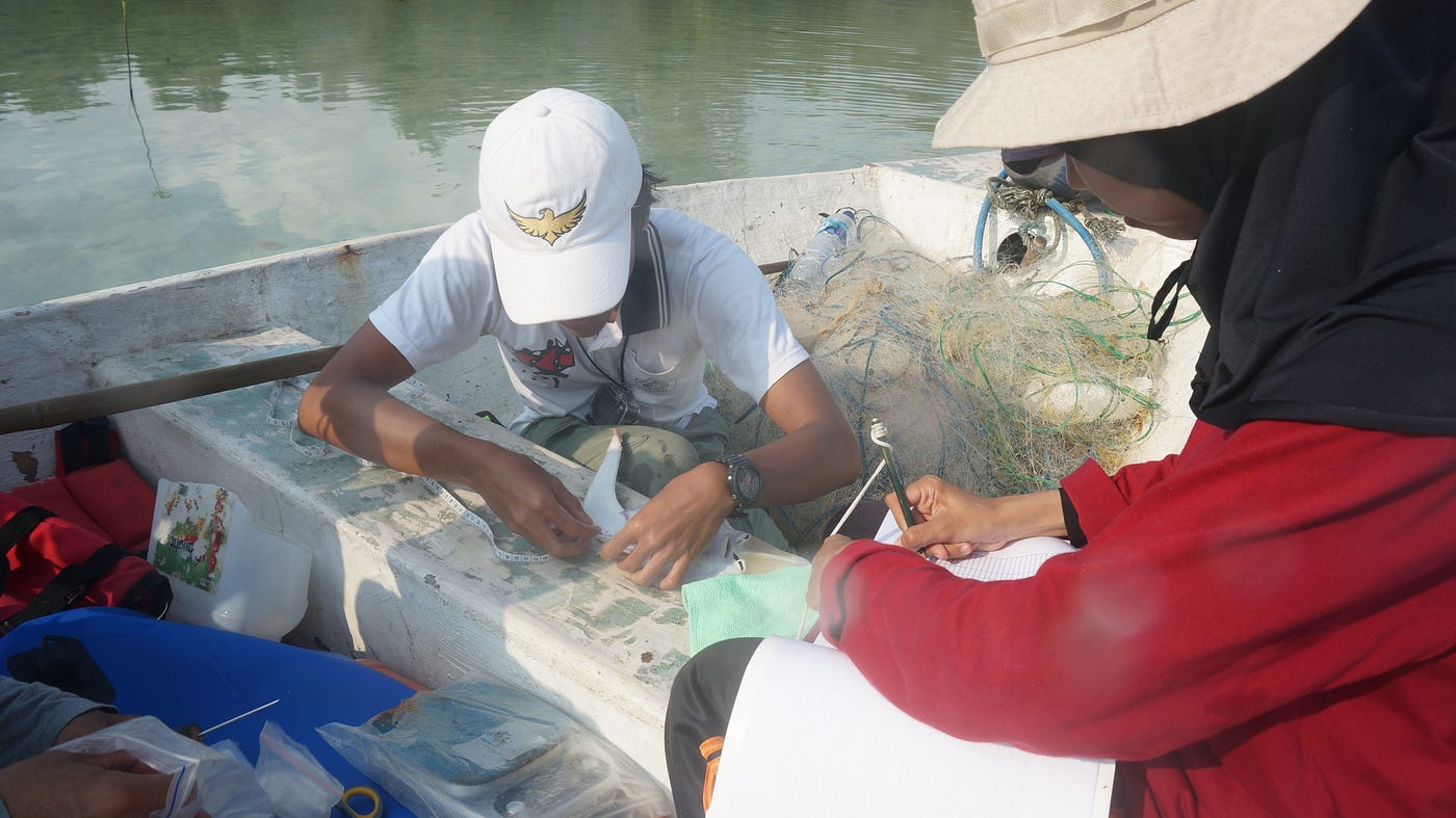 What I Learned from Tagging Rhinorays with Local Fishers