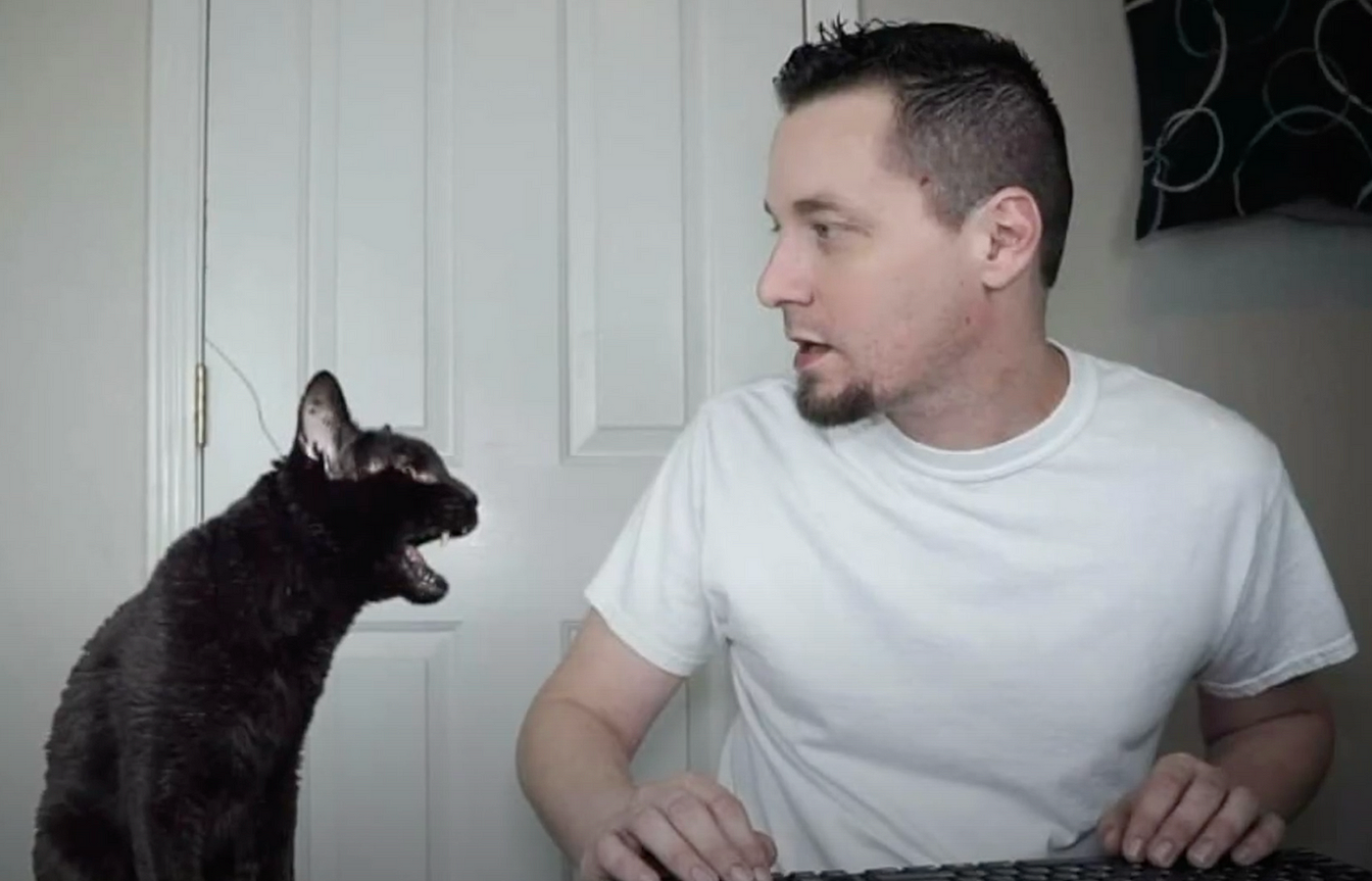 Farewell, Talking Kitty Cat. Steve Cash and Talking Kitty Cat are… | by  Diane Egan | Duffy's Tavern | Medium