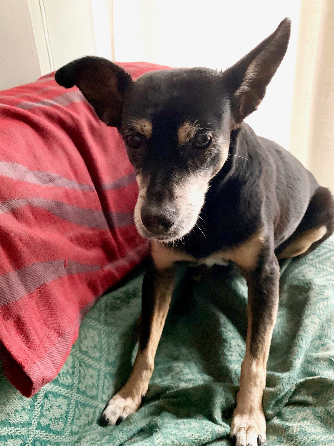 Does A Dog Sense When Someone Is Dying