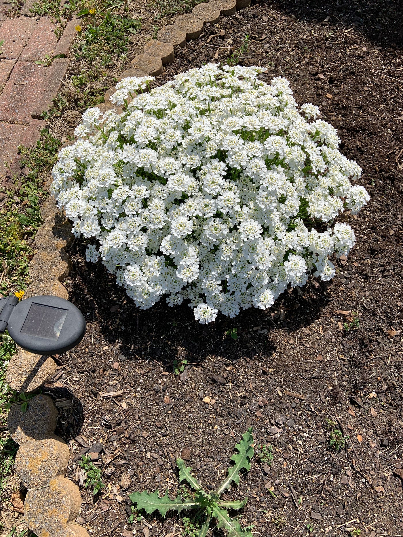 Candytuft. What Variety?  - lberis sempervirens | by Susan Payton | Simple  Gardening | Apr, 2026 | Medium