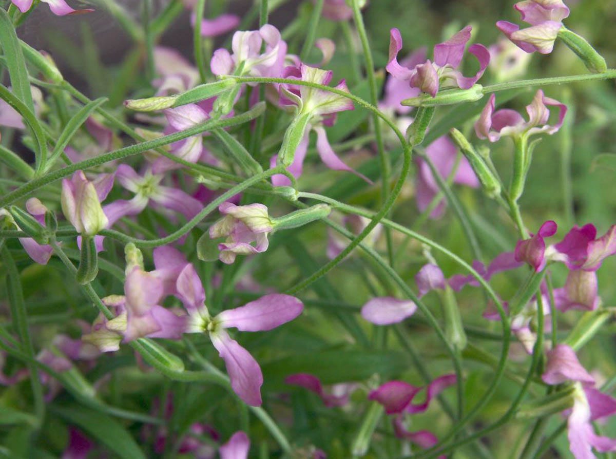 Bring the Heavy Fragrance of Evening Scented Stock Flowers to Your Garden  | by Val Garner -  Pen name Amber Richards | Medium