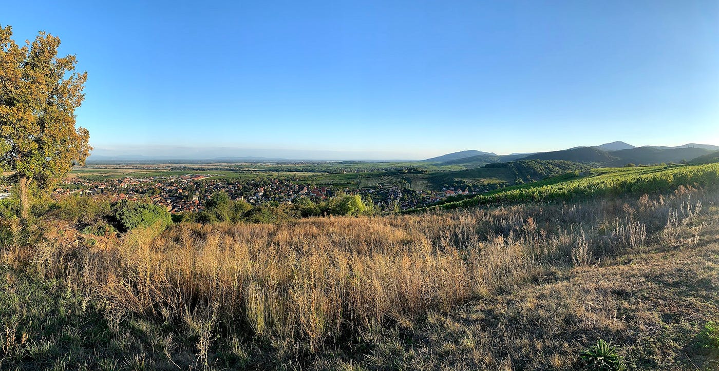 Du milieu des vignes d’Alsace