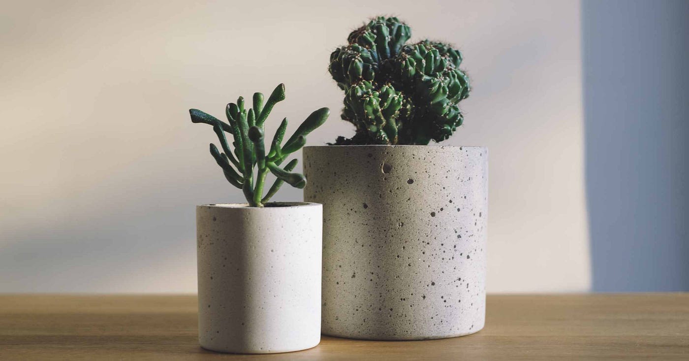 Can You Take Plants on a Plane? Traveling with Houseplants | by Veronica  Hanson | Medium