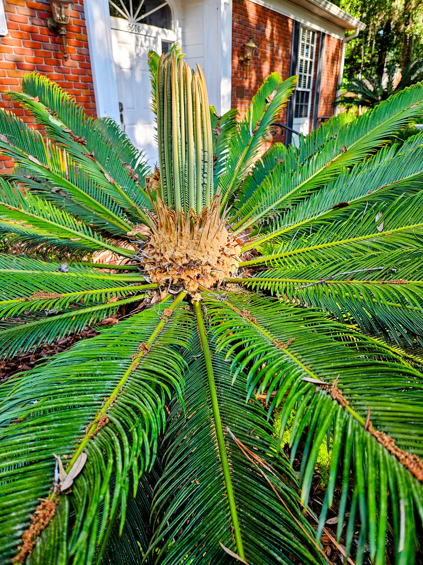 © Dennett 2024 — Female Sago Palm