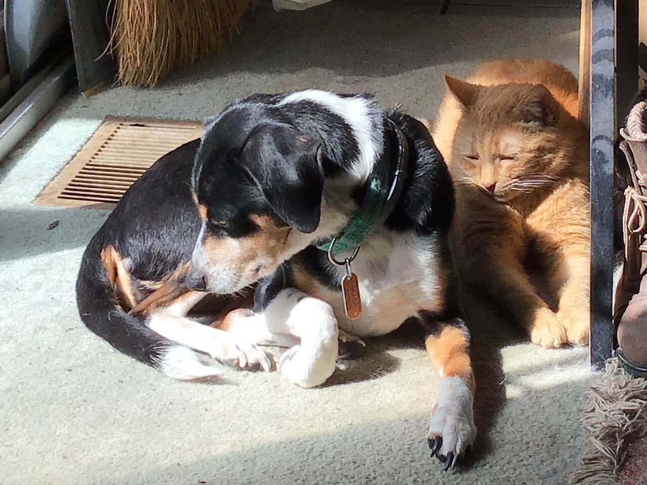 Beagle Vs Cat Which Is Better For You by surendra Pratap Singh Medium