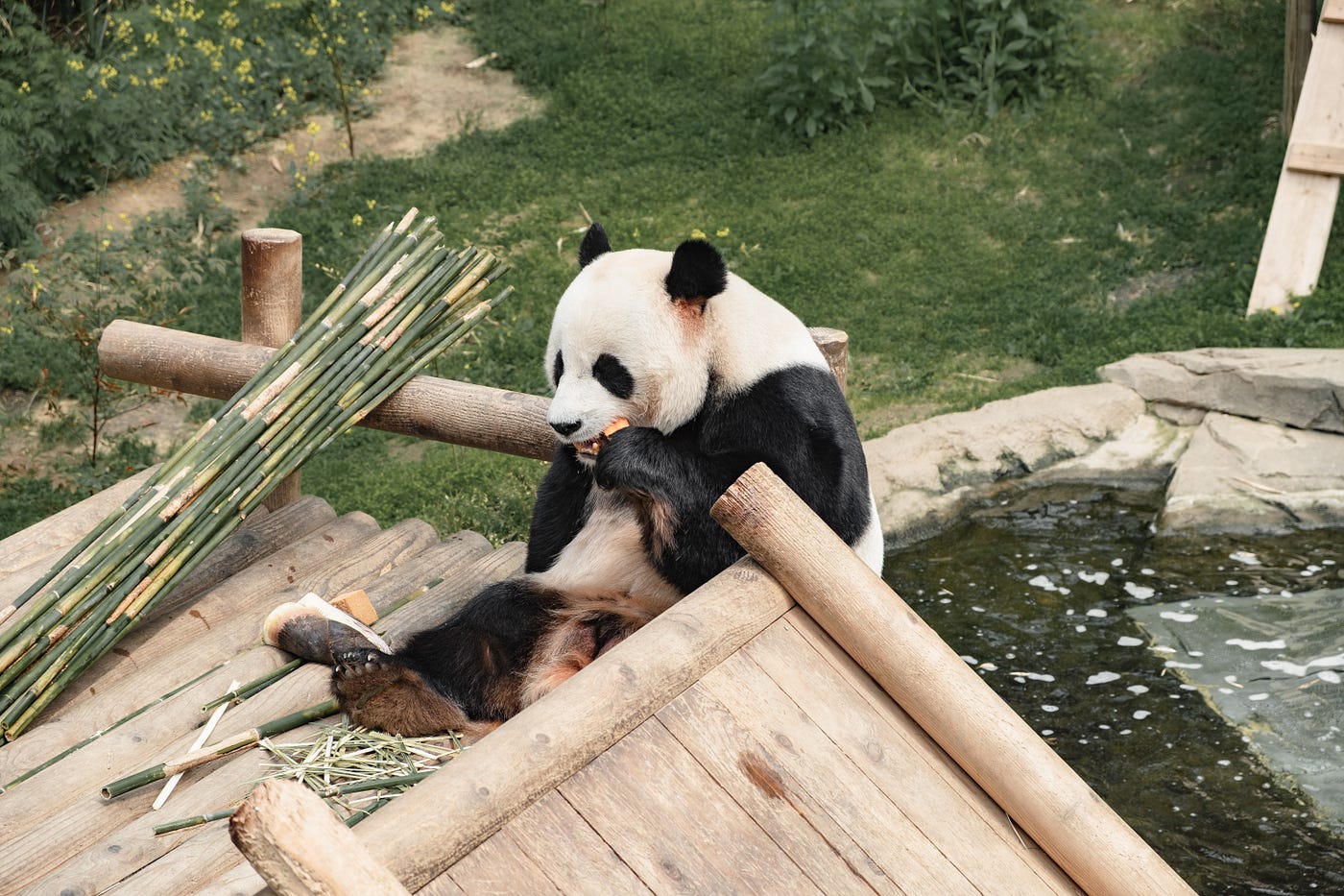 Conditional Selection and Assignment With .loc in Pandas | by Byron Dolon |  Towards Data Science