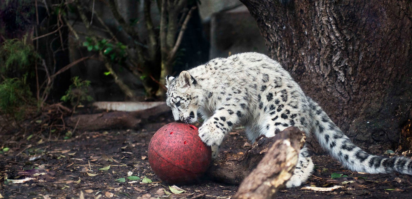 革命戰火催生的現代化：第一座動物園的誕生