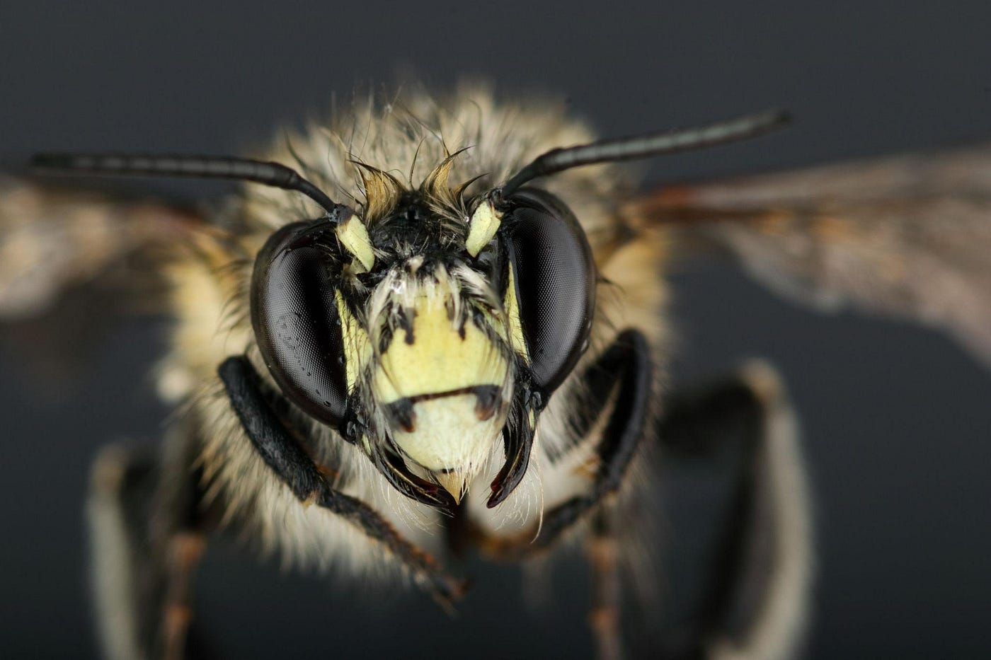 Bees- Silent architects of ecosystems