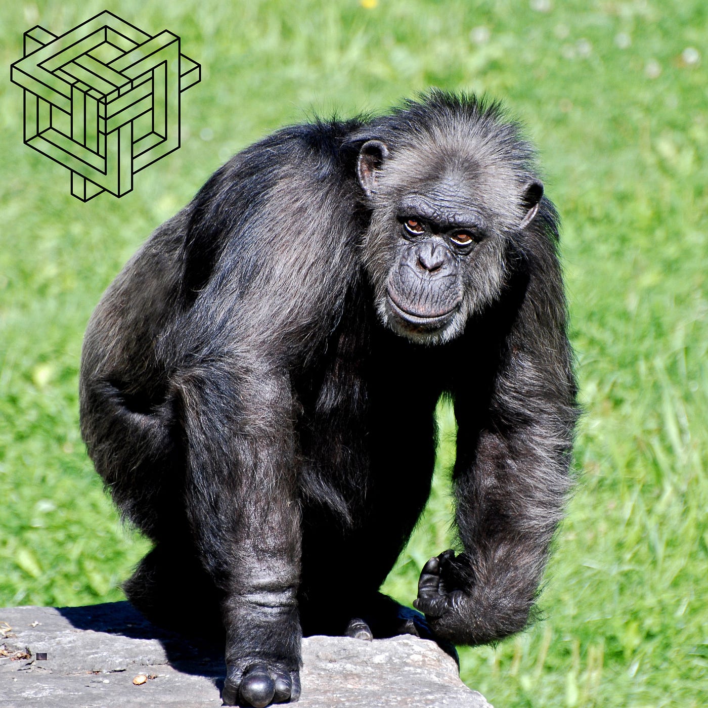 La Paradoja del Chimpancé — Steve Peters, Resumen