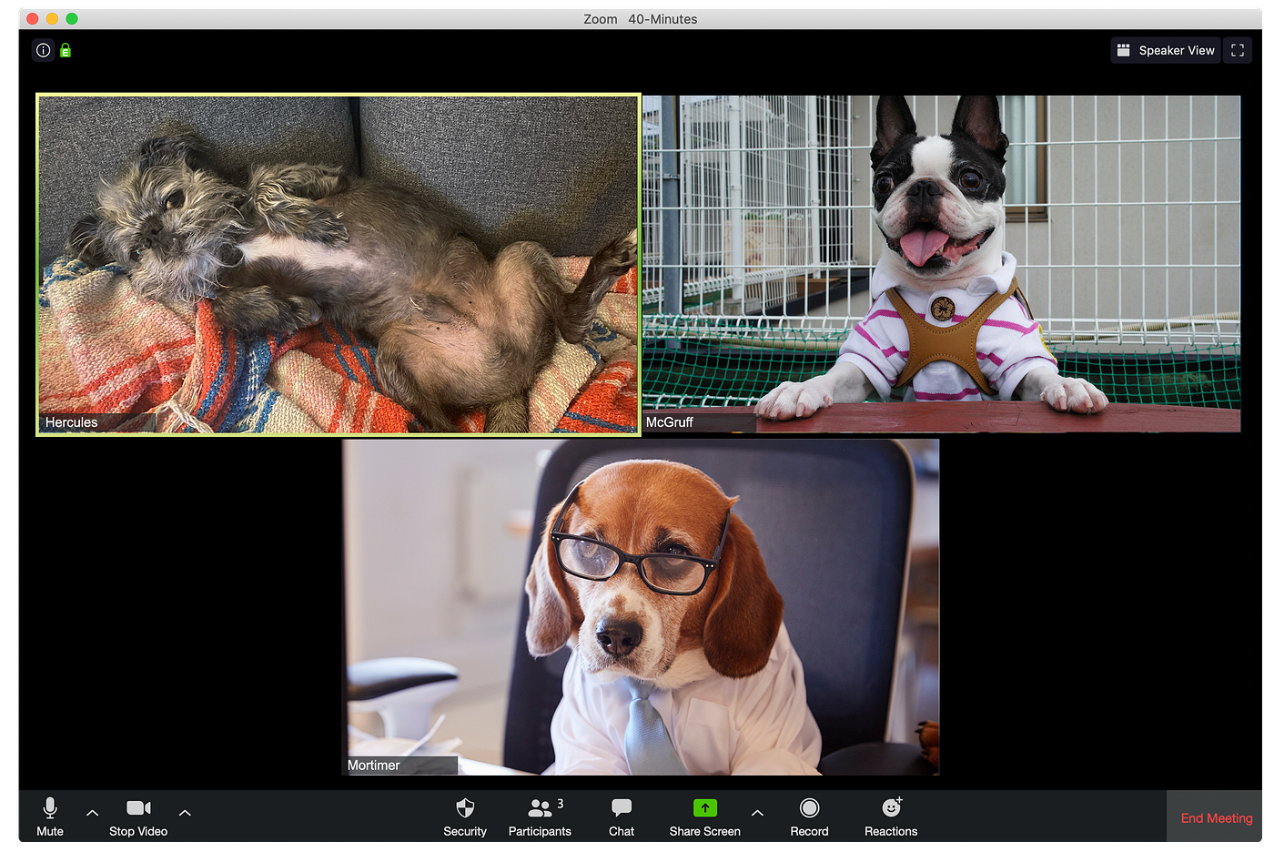 Every Type Of Zoom Call Participant, Illustrated By Dogs By