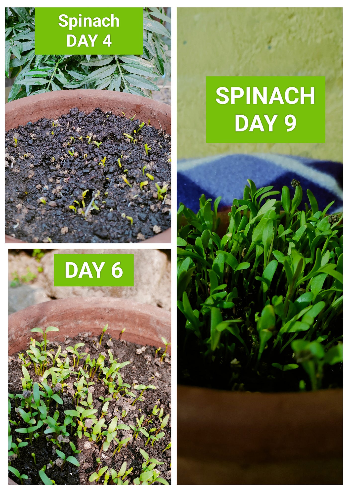 Veggies I am Growing In Waste Pots  Spinach & Coriander | by Debika Kumari   | Reciprocal | Medium
