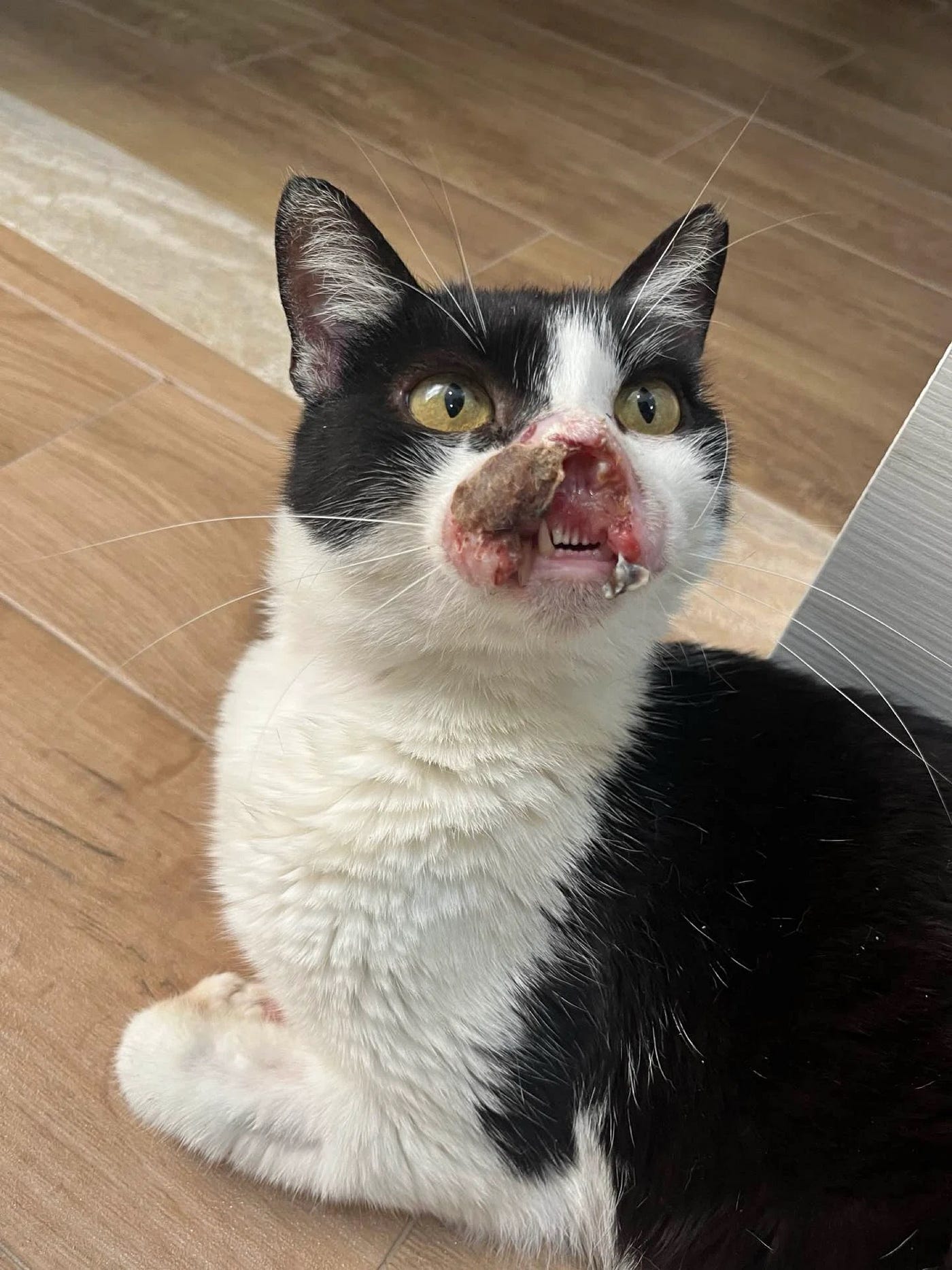Because cats are carnivores.