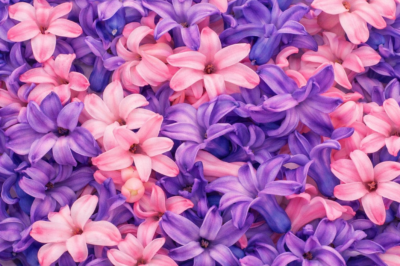Scent in the Air. Hyacinths in a Winter Room.