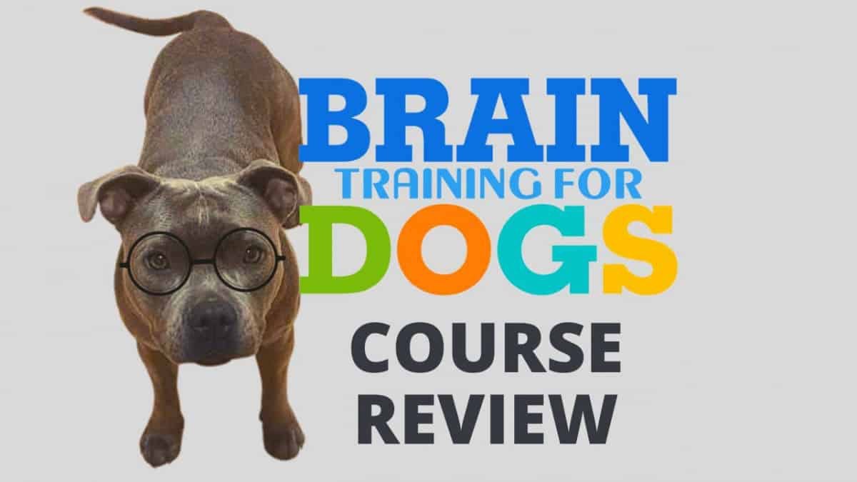 Brain Training for Dogs Review by a Professional Dog Trainer