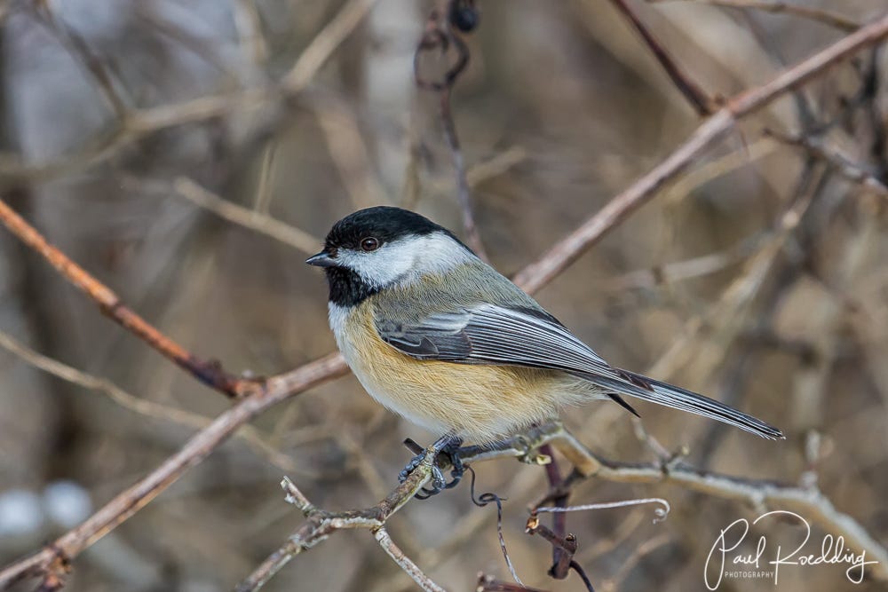 What Birds Eat Safflower Seed: Discover Top Feathered Fans